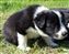 Astra Hawk x Astra Jet puppy no 1