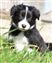 Astra Hawk x Astra Jet puppy no 1