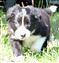 Astra Hawk x Astra Jet puppy no 1