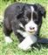 Astra Hawk x Astra Jet puppy no 1