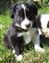 Astra Hawk x Astra Jet puppy no 1