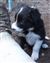 Astra Hawk x Astra Jet puppy no 1