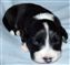 Astra Hawk x Astra Jet puppy no 1