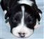 Astra Hawk x Astra Jet puppy no 1