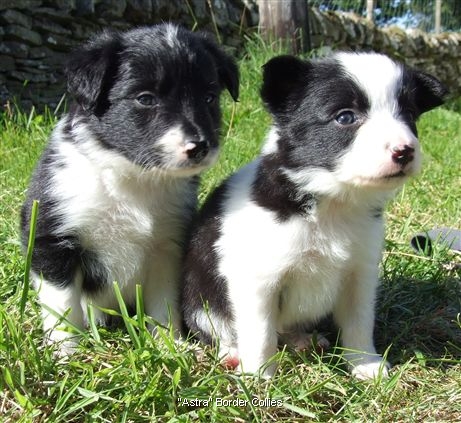 Click for large image