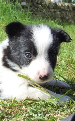 Click for large image