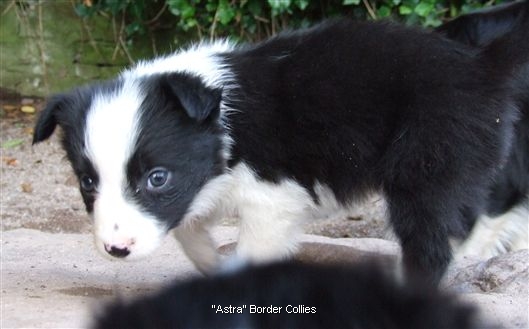 Click for large image