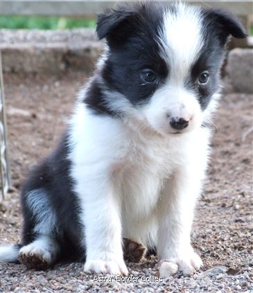 Click for large image