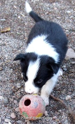 Click for large image