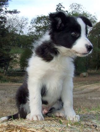 Click for large image