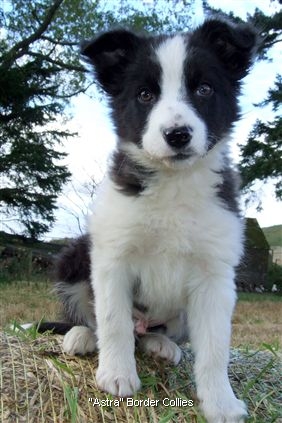 Click for large image