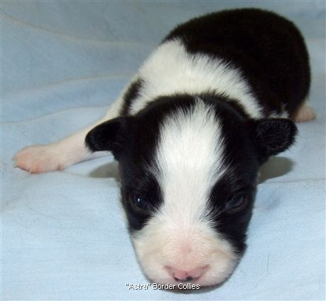 Click for large image