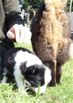 Click for large image