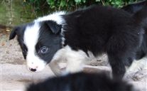 Click for large image