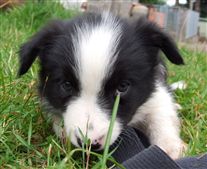 Click for large image