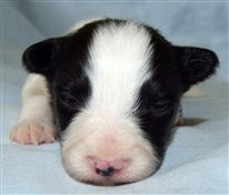 Click for large image