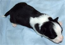 Click for large image