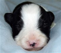 Click for large image