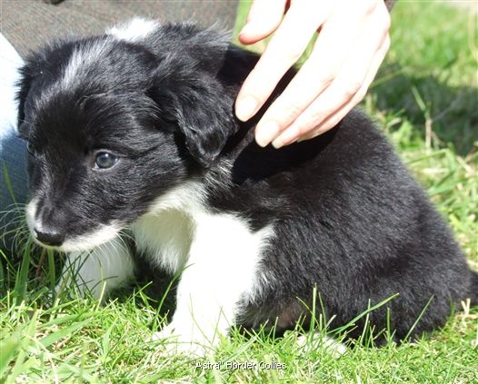 Click for large image