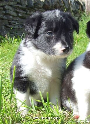 Click for large image