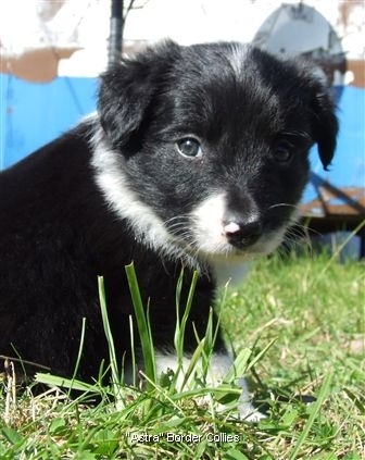 Click for large image