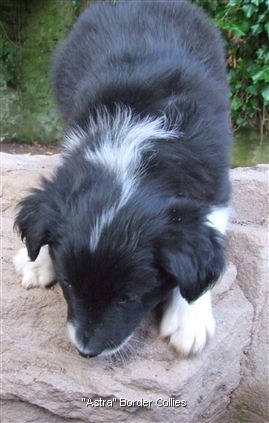 Click for large image