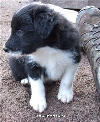 Click for large image