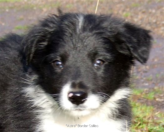 Click for large image