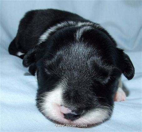 Click for large image