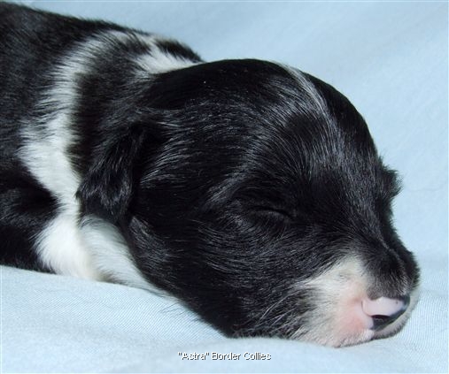 Click for large image