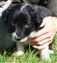 Puppy no 4 - Astra Hawk x Astra Jet litter 2010