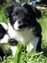 Puppy no 4 - Astra Hawk x Astra Jet litter 2010