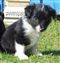 Puppy no 4 - Astra Hawk x Astra Jet litter 2010
