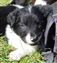 Puppy no 4 - Astra Hawk x Astra Jet litter 2010