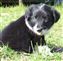 Puppy no 4 - Astra Hawk x Astra Jet litter 2010