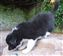 Puppy no 4 - Astra Hawk x Astra Jet litter 2010