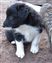 Puppy no 4 - Astra Hawk x Astra Jet litter 2010