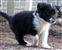 Puppy no 4 - Astra Hawk x Astra Jet litter 2010