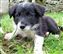 Puppy no 4 - Astra Hawk x Astra Jet litter 2010