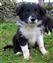 Puppy no 4 - Astra Hawk x Astra Jet litter 2010