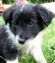 Puppy no 4 - Astra Hawk x Astra Jet litter 2010