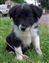 Puppy no 4 - Astra Hawk x Astra Jet litter 2010