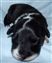 Puppy no 4 - Astra Hawk x Astra Jet litter 2010