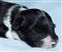 Puppy no 4 - Astra Hawk x Astra Jet litter 2010