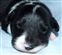 Puppy no 4 - Astra Hawk x Astra Jet litter 2010