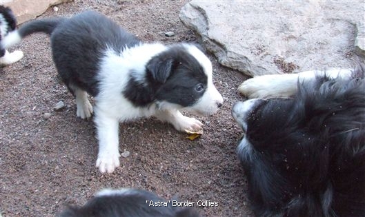 Click for large image