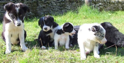 Click for large image