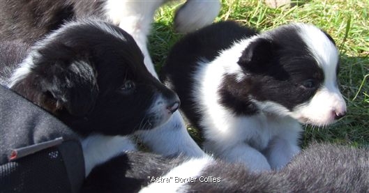 Click for large image