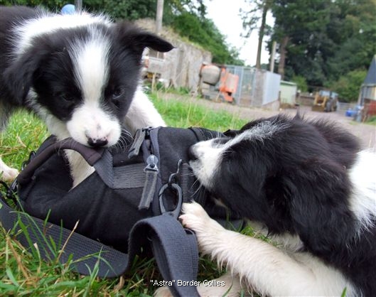 Click for large image