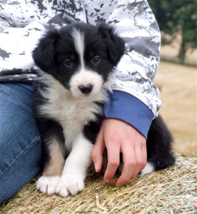 Click for large image